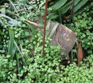 fish & fuchsia small